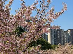 -新江湾城公园