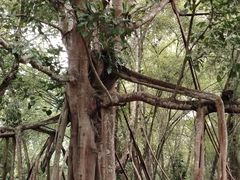 -中国科学院西双版纳热带植物园