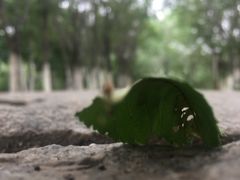 -西青郊野公园