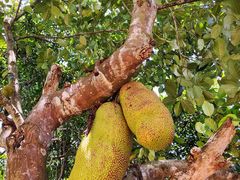 -侯臣咖啡文化村