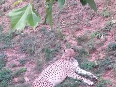 -西霞口神雕山野生动物世界