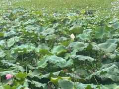 -白鹭湾湿地公园