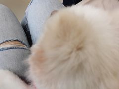 -怪兽屋·羊驼·猫咖·狗咖(俊华广场店)