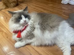 -MOCHA明星猫咖(田子坊店)