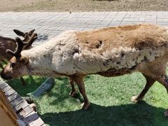 -北京鹿世界主题园