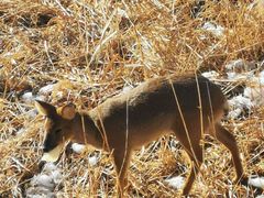 -北京麋鹿生态实验中心