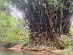 -九曲溪竹筏码头