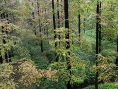 -黄海国家森林公园