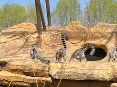 -北京野生动物园