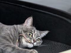 -艾贝尔宠物医院 ·内科全科(梁溪路店)