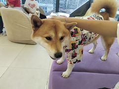 -怪兽屋·羊驼·猫咖·狗咖(俊华广场店)