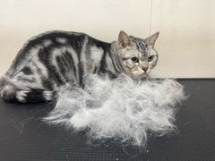 -悠尼宠物·独立低压伊珊娜洗护·美容·寄养(兰谷路店)