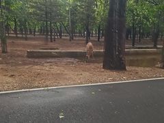 -秦皇岛野生动物园