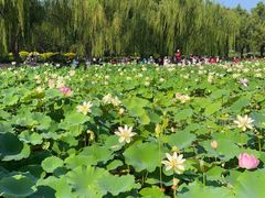-莲花池公园