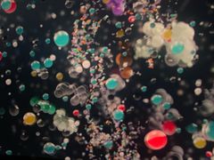 -美国自然历史博物馆