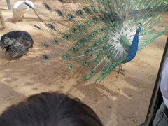 -石家庄市动物园