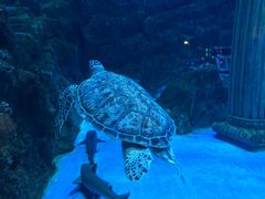 -芜湖新华联大白鲸海洋公园