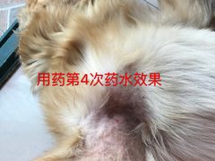 -芭比堂动物医院·24小时·眼科中心(深圳中心)