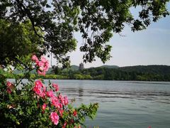 -西湖外事游船(花港观鱼码头)