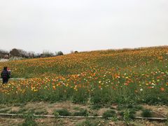 -紫颐香薰山谷景区