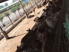 -北京鹿世界主题园