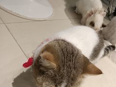 -怪兽屋·羊驼·猫咖·狗咖(俊华广场店)