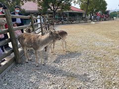 -苏州太湖西山岛开心农场