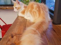-猫色咖啡·猫咖