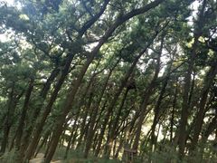-七曲山风景区