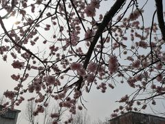 -桃花堤公园