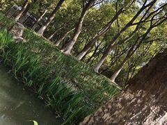 -新洲生态园