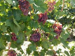 -马陆小张葡萄园农家乐