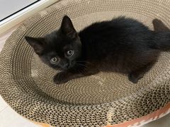 -安安宠物医院(情缘分院)