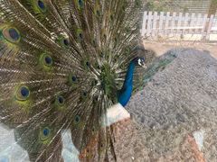 -南宫五洲植物乐园