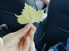 -武清南湖绿博园