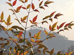 -中国茶叶博物馆(双峰馆区)