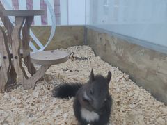 -怪兽屋·羊驼·猫咖·狗咖(俊华广场店)