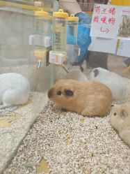 -神奇动物撸宠馆·羊驼·小浣熊·异宠(豫园店)