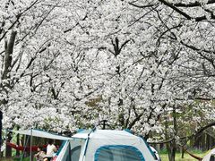 -上海共青森林公园