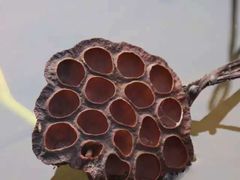 -漩门湾国家湿地公园