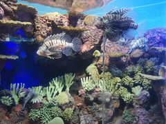 -上海海洋水族馆