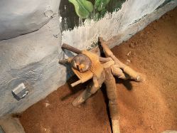 -Zoolung Zoolung动物主题公园(海信广场店)