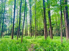 -上海滨江森林公园