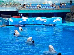 -海合安成都极地海洋公园