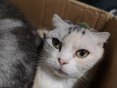 -猫色咖啡·猫咖