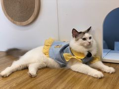 -啵啵喵·猫咖(攀华国际店)