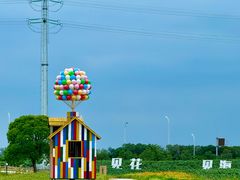 -杭州湾海上花田景区