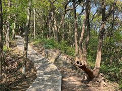 -上海佘山国家森林公园天马山园