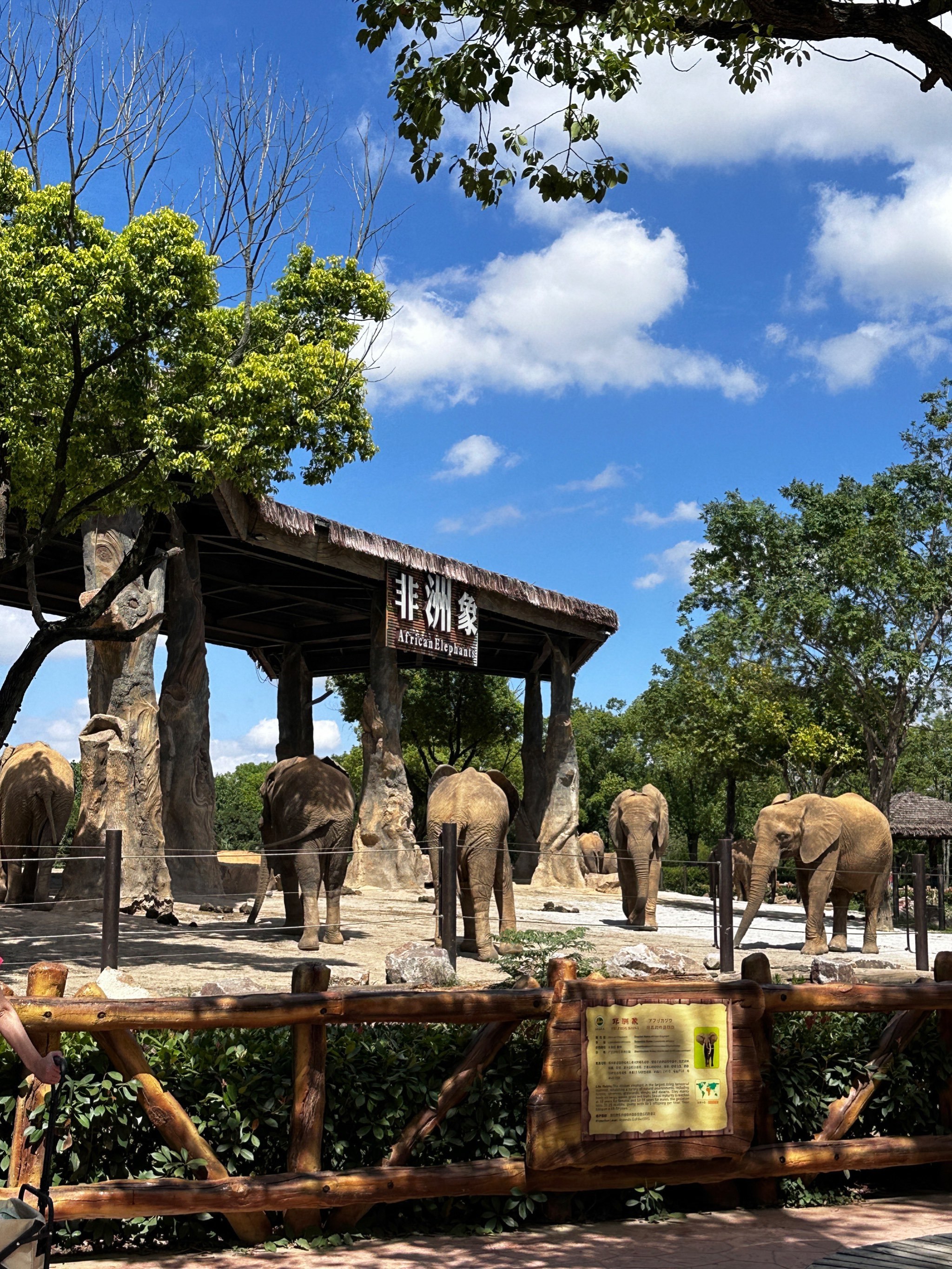 魔都遛娃|比上海动物园好玩太多了 骑