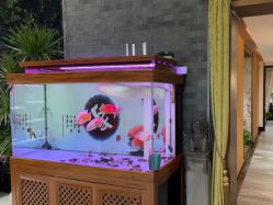 -至爱至信新中式SPA疗愈会所